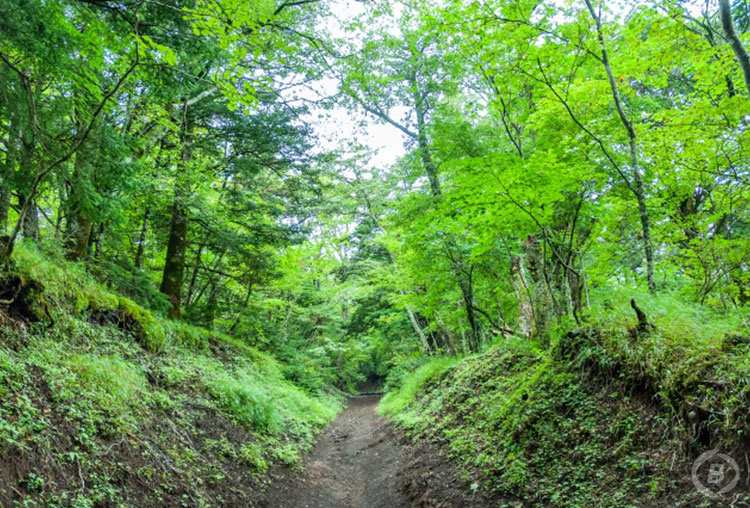 緑豊かな参拝道を歩く