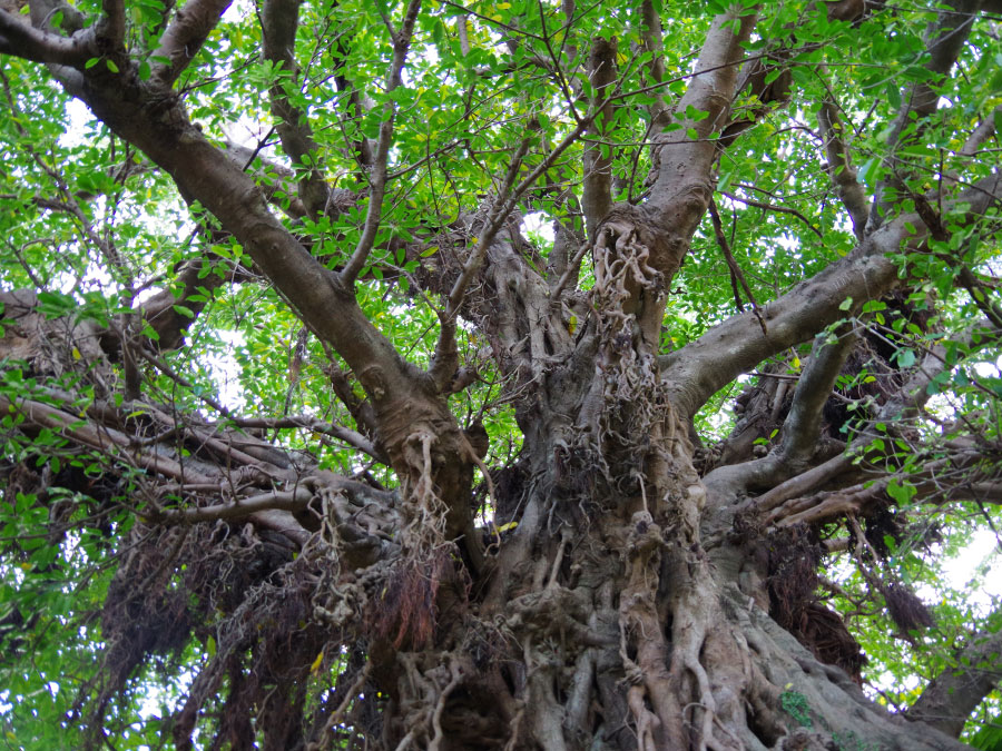 奈良尾神社のアコウの巨樹