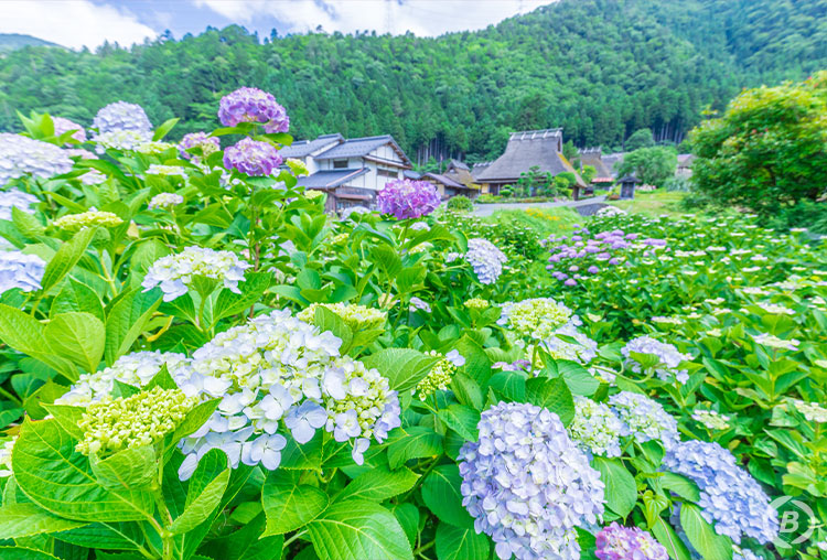 美山かやぶきの里