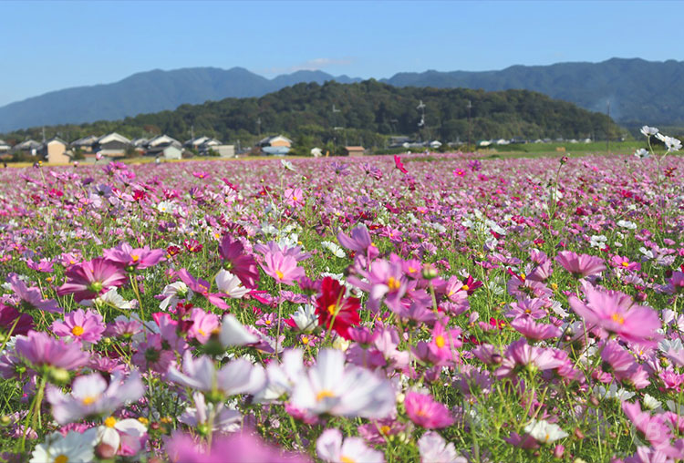 藤原宮跡コスモス花園