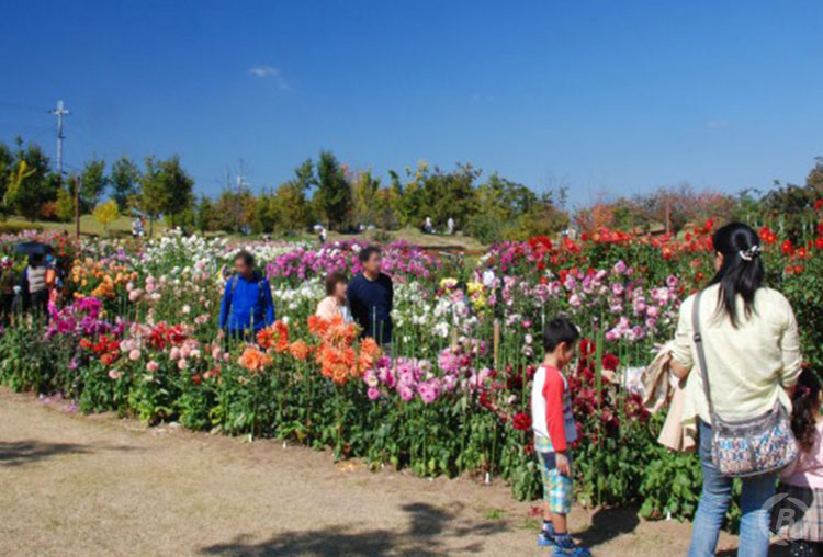 馬見丘陵公園・ダリア