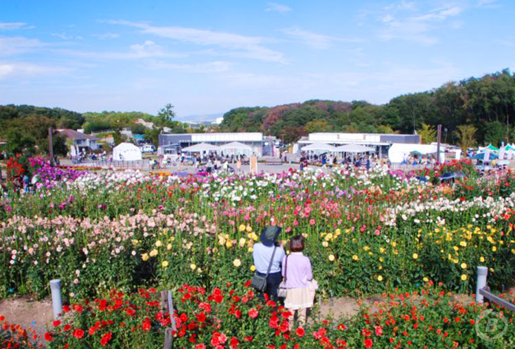 馬見丘陵公園・ダリア