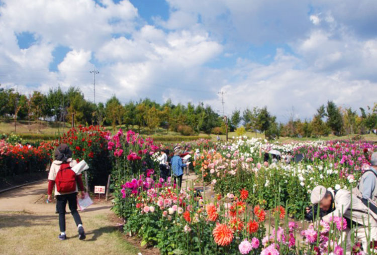 馬見丘陵公園・ダリア
