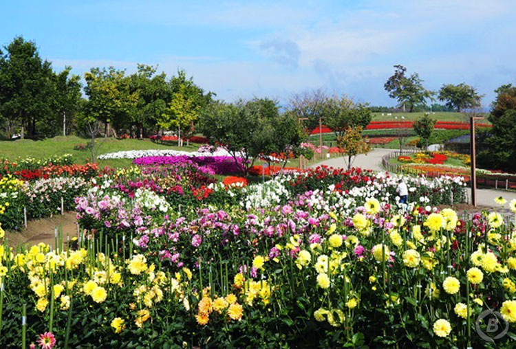 馬見丘陵公園のダリア
