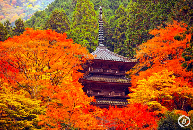 天野酒・お土産