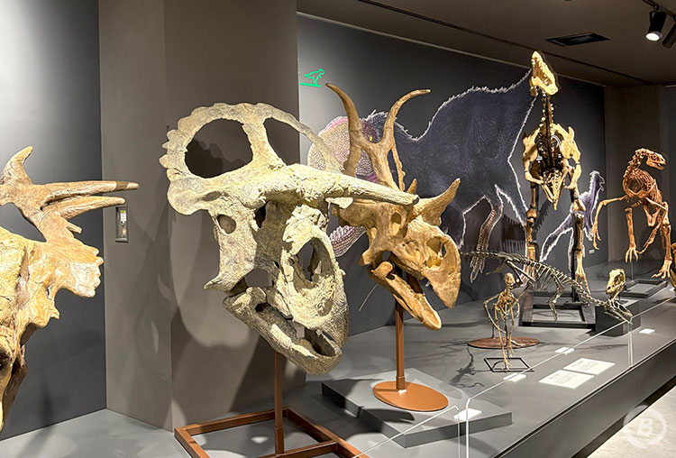 たんば恐竜博物館