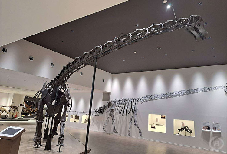 たんば恐竜博物館