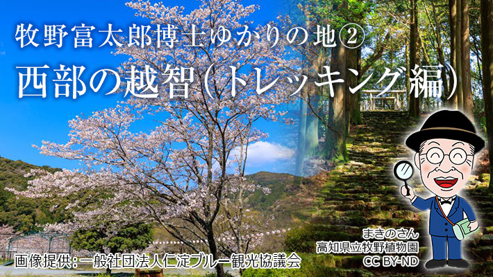 牧野富太郎博士ゆかりの地を巡る　西部の越智（トレッキング編）