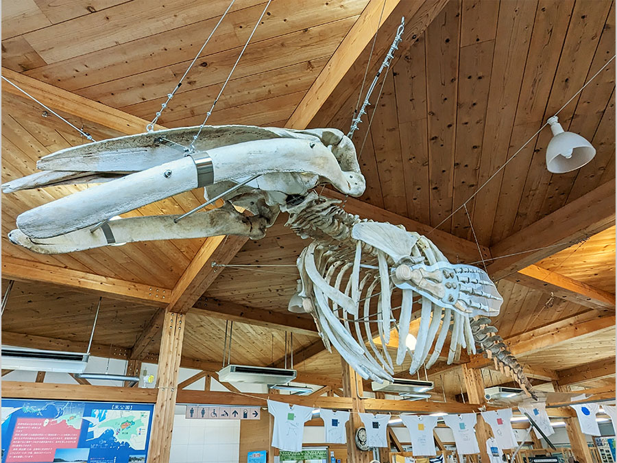 ミンククジラの骨格