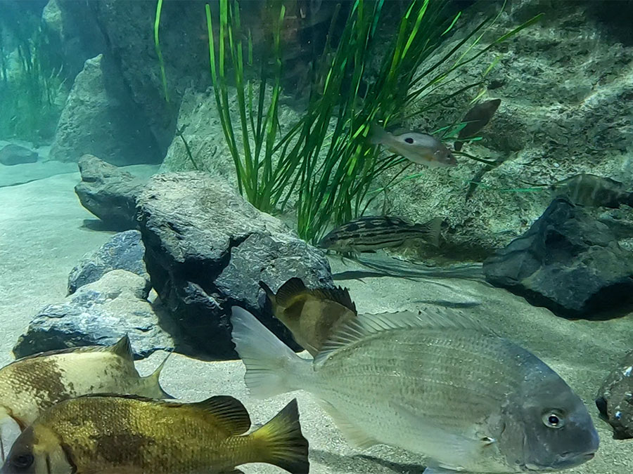 河口の魚
