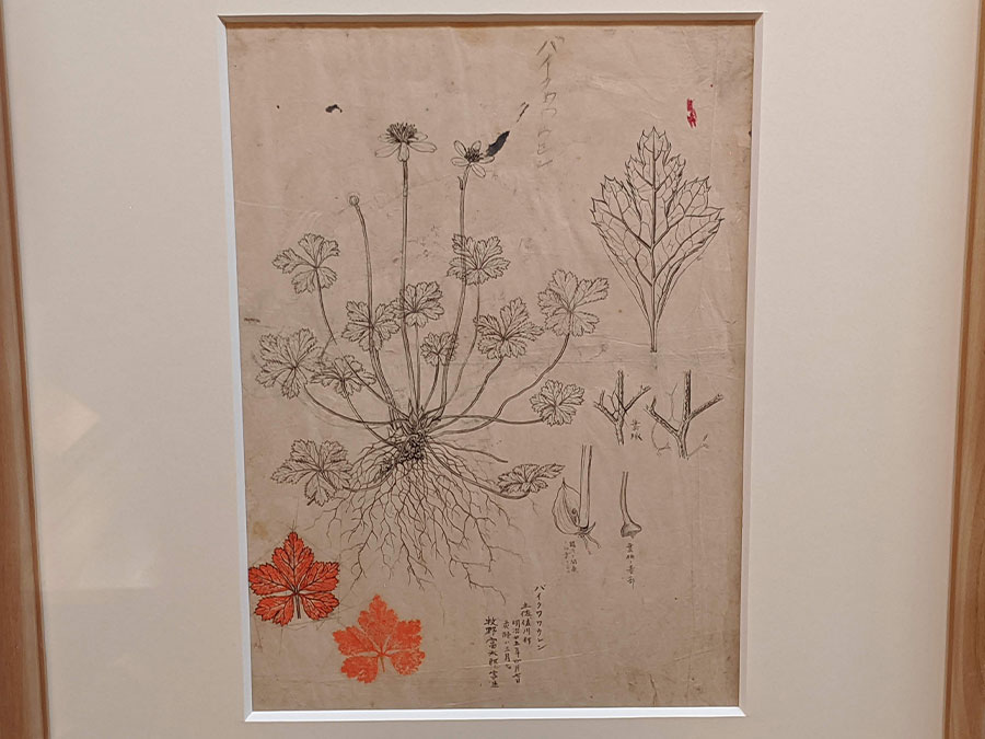 展示館の植物図
