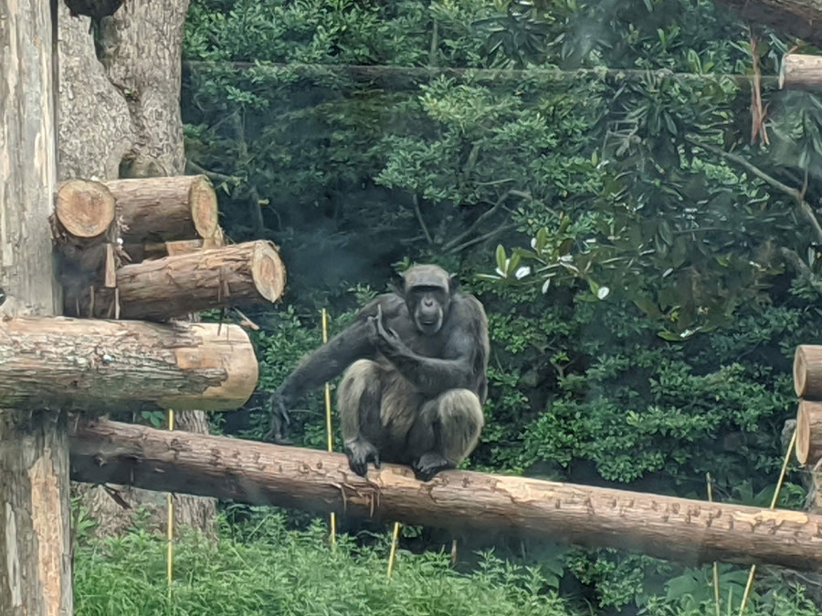 のいち動物公園のチンパンジー