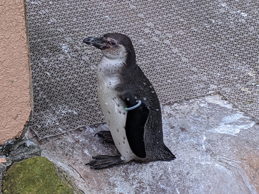 いち動物公園のペンギン