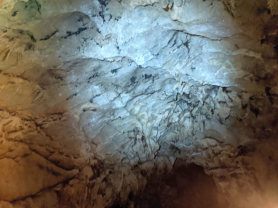 龍河洞のコウモリ