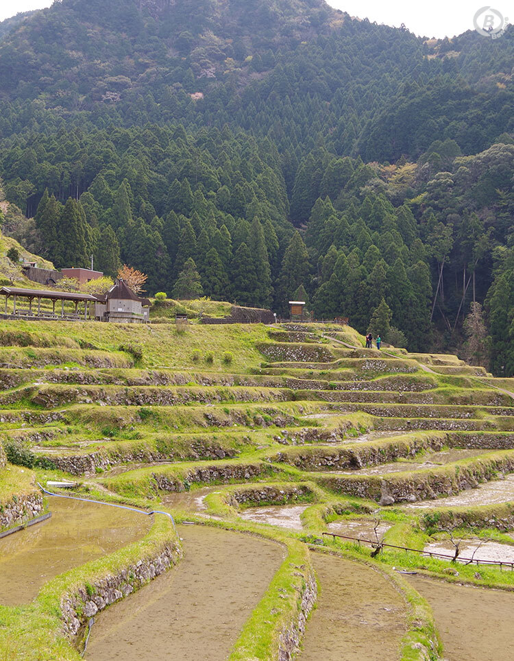 丸山千枚田