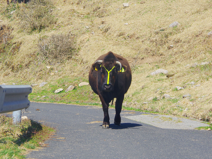 知夫村の牛