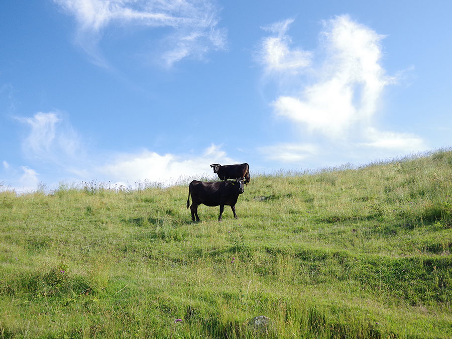 赤ハゲ山に放牧されている牛