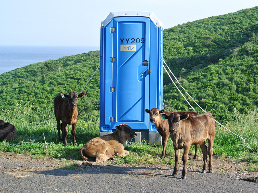 仮設トイレの前に立つ牛たち