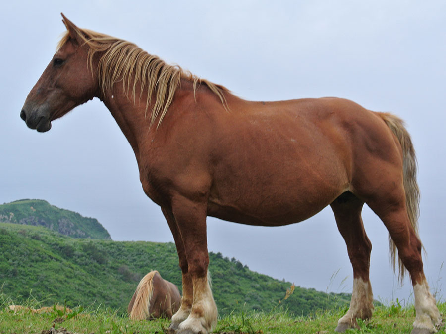 赤尾展望所の馬