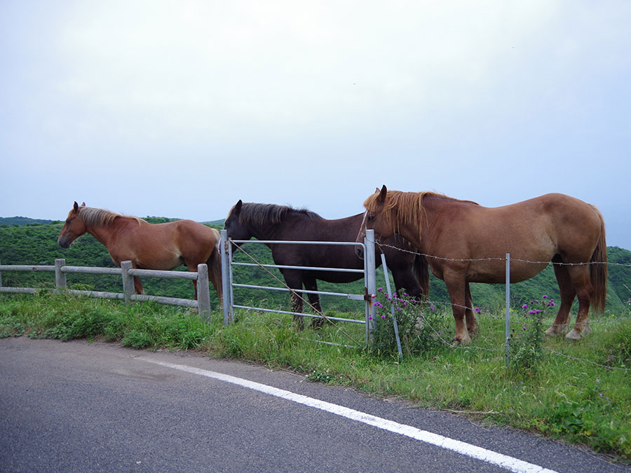 赤尾展望所の3頭の馬