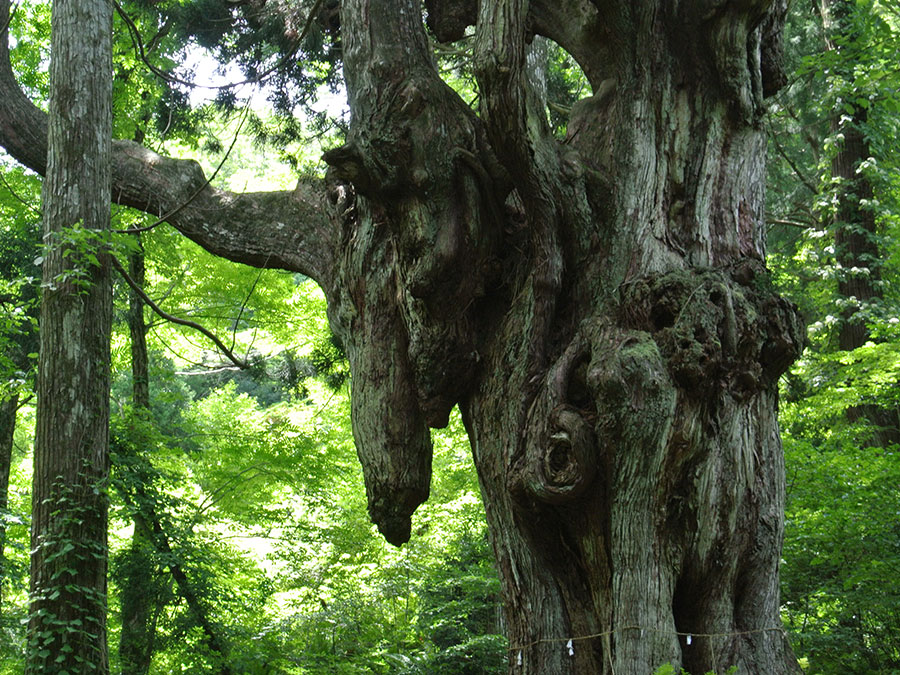 岩倉の乳房杉