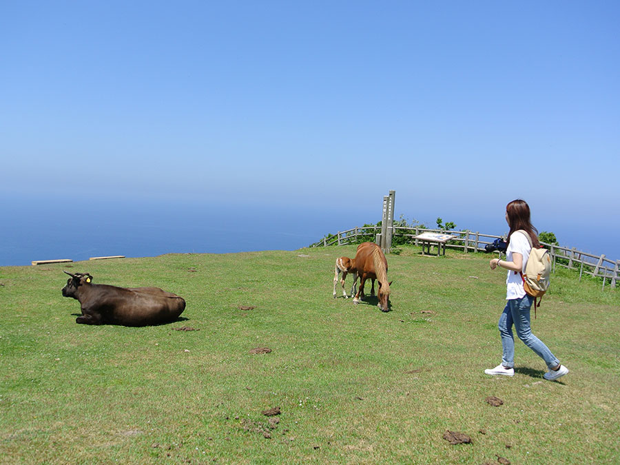 摩天崖で放牧されている牛と馬