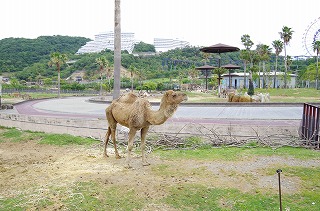 サファリ