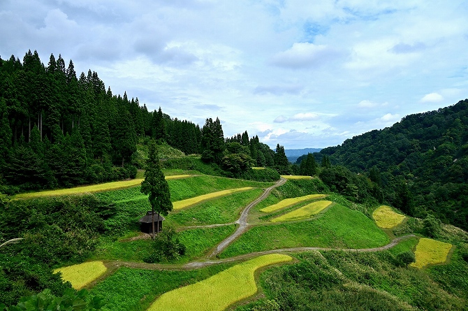 留守原の棚田