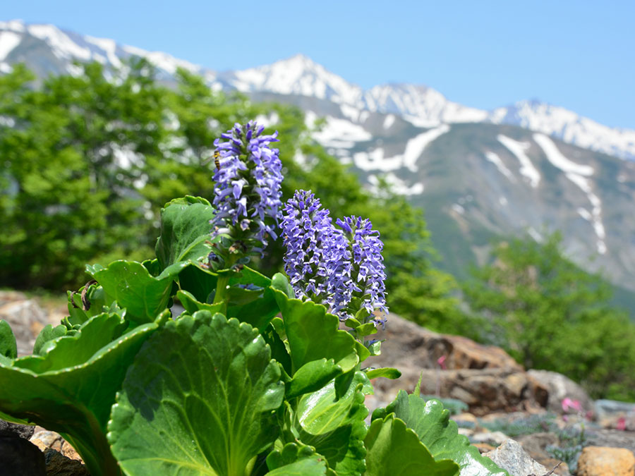 白馬五竜高山植物園のウルップソウ