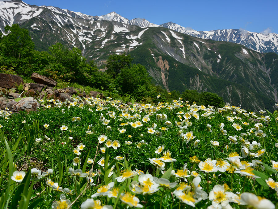 白馬五竜高山植物園のチングルマ