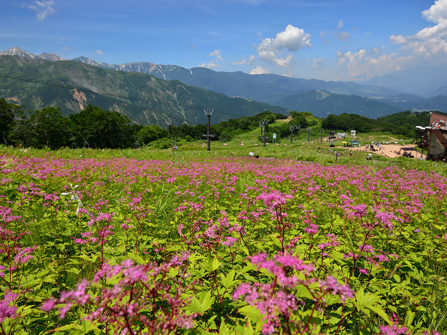 白馬五竜高山植物園のアカバナシモツケ