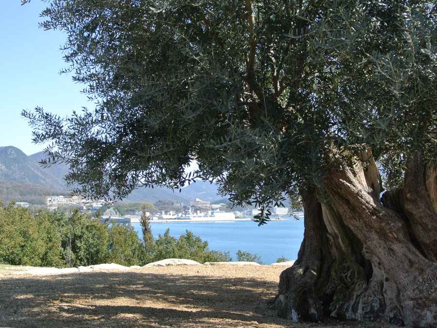 オリーブ大樹