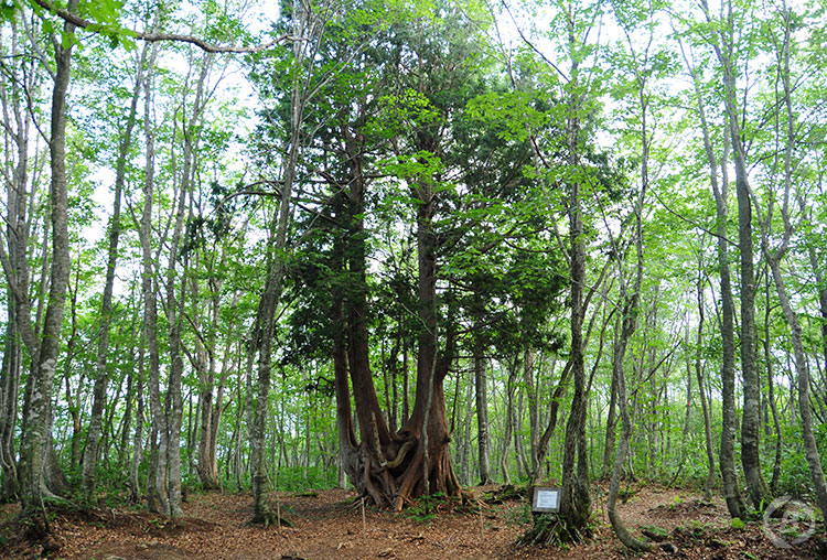 ねずこの森ウォーキングツアー