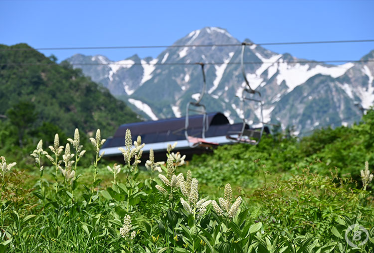 白馬五竜高山植物園