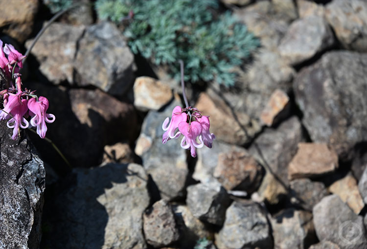 白馬五竜高山植物園
