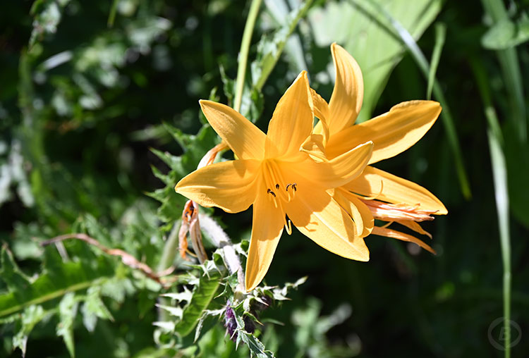 白馬五竜高山植物園