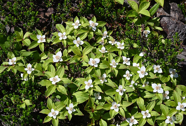 白馬五竜高山植物園