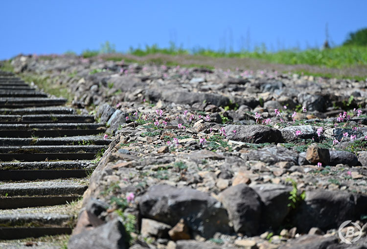 白馬五竜高山植物園